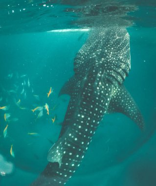 Whale shark watching off the scenic coast of Oslob, Cebu, Philippines clipart