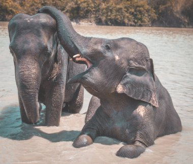 Tayland Isaan Fil Sanctuary banyo