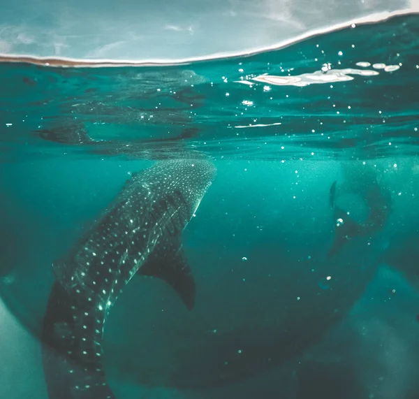 Tiburón ballena observando la costa escénica de Oslob, Cebú, Filipinas —  Fotos de Stock