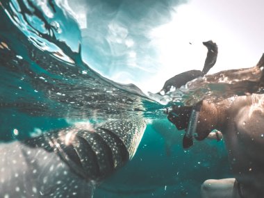 Balina köpekbalığı Oslob, Cebu, Filipinler doğal kıyılarında izliyor