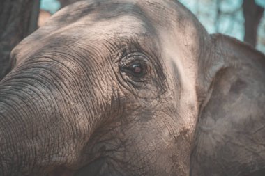 Tayland Isaan Fil Sanctuary banyo