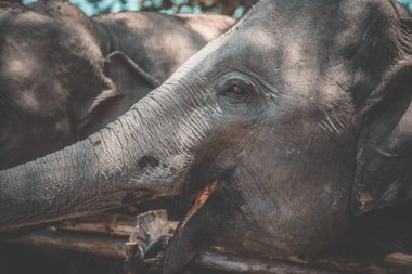 Tayland Isaan Fil Sanctuary banyo