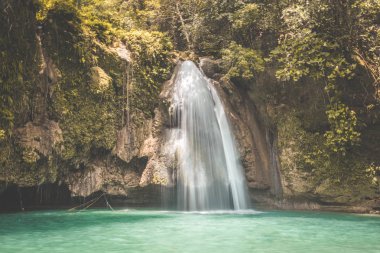 Bohol jungle, tarsier and chocolate hills, in Cebu, Philippines clipart