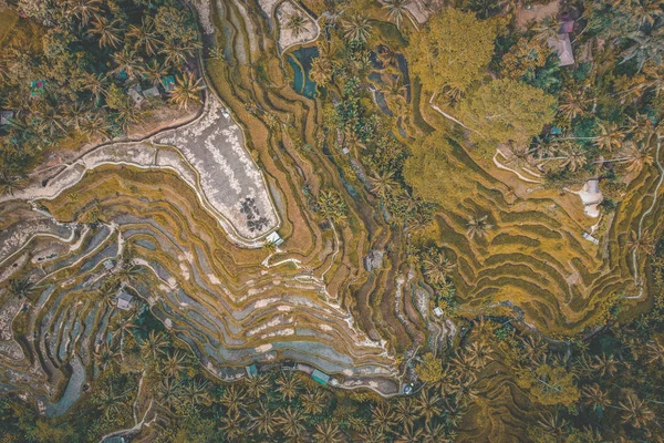 Το ρύζι του Τεγκαλάλανγκ από πάνω, στο Ουμπούντ, Μπαλί, Ινδονησία — Φωτογραφία Αρχείου