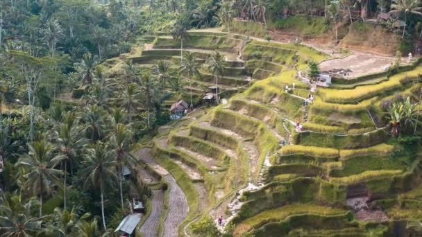Terrasses de riz Tegallalang Images aériennes à Ubud, Bali, Indonésie — Video
