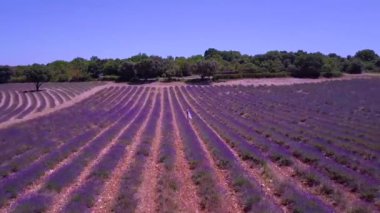 Fransa 'da Ardeche lavantası ve hava manzarası
