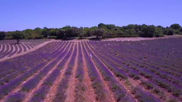 Ardeche lavendel en kloof uitzicht vanuit de lucht in Frankrijk — Stockvideo