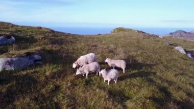 Norveç 'teki Lofoten adaları ve sahil manzarası