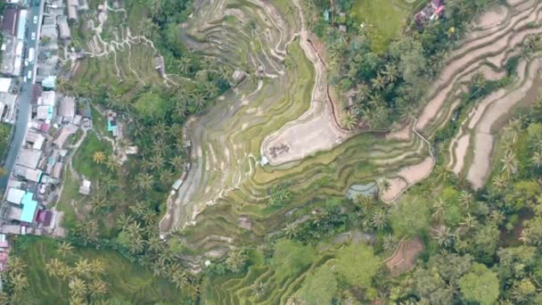 Tegallalang rýže terasy letecké záběry v Ubud, Bali, Indonésie — Stock video