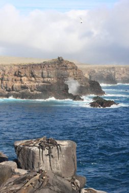Galapagos adaları ve yaban hayatı ve doğası, Ekvador