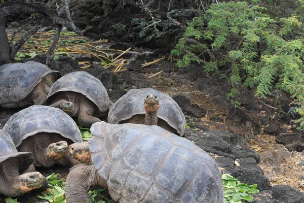 加拉帕戈斯群岛及其野生动物和自然，在厄瓜多尔 — 图库照片