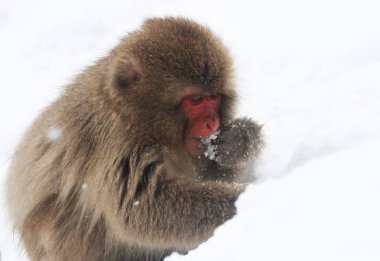 Nagano Japonya Jigokudani Monkey Park kar maymunlar için sıcak banyo