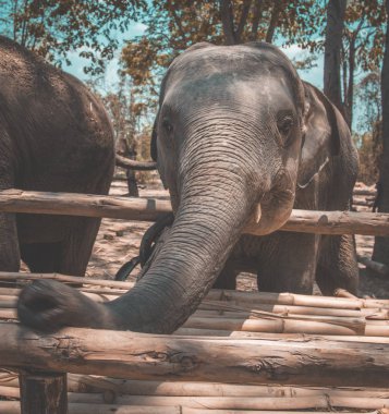 Tayland Isaan Fil Sanctuary banyo
