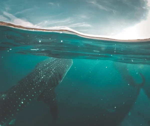 Whale Shark Watching utanför den natursköna kusten i Oslob, Cebu, Filippinerna — Stockfoto