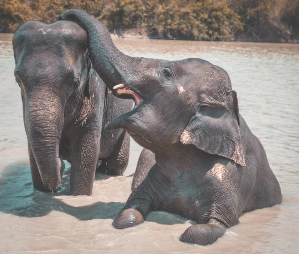 Tayland Isaan Fil Sanctuary banyo