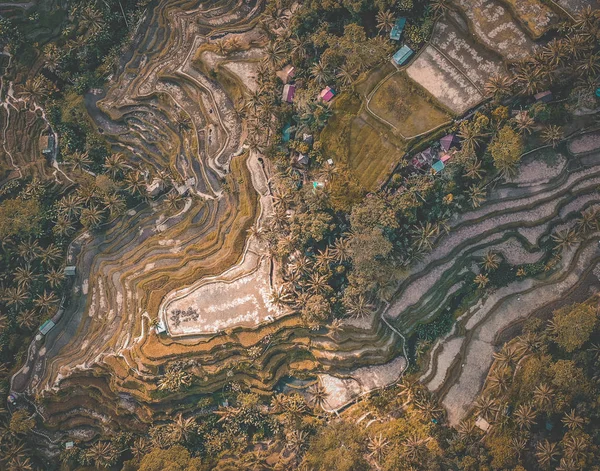 Tegallalang-Reisterrassen von oben, in ubud, bali, Indonesien — Stockfoto