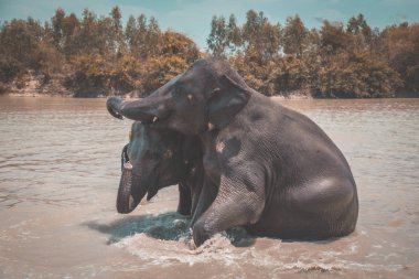 Tayland Isaan Fil Sanctuary banyo