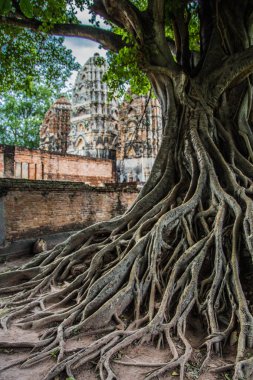 Tayland Sukhothai tarihi parkta Buddha