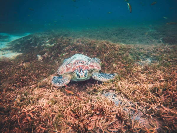 Praia da Martinica e mergulho de tartaruga nas ilhas do Caribe — Fotografia de Stock