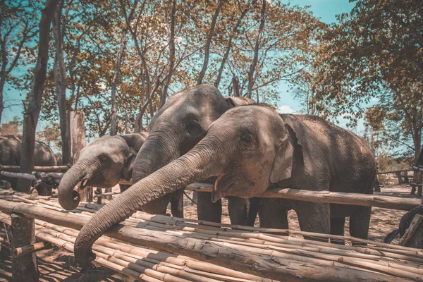 Elefante Santuário banho em Isaan, na Tailândia — Fotografia de Stock