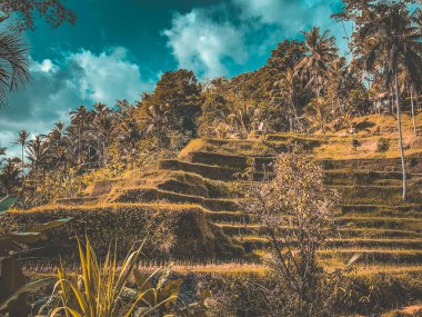 Yukarıdan Tegallalang Pirinç Teraslar, Ubud, Bali, Endonezya