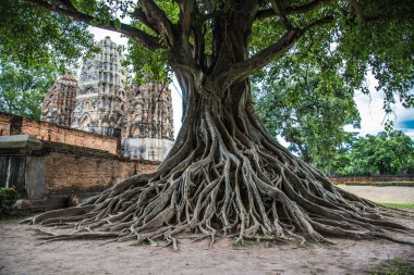 Tayland Sukhothai tarihi parkta Buddha