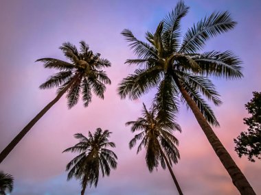 Koh Yo Yai 'de gün batımında palmiye ağaçları, Tayland' da Krabi ve Phuket adaları arasında.