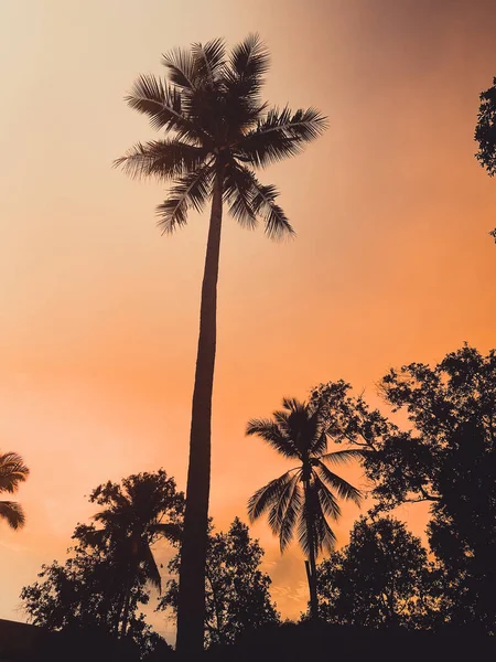 Palm trees at sunset in Koh Yo Yai, island between Krabi and Phuket in Thailand — Stock Photo, Image