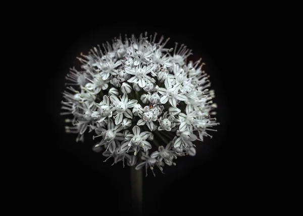 White blooming onion isolated on black background, macro close up. Flower fluffy ball. Blooming vegetable.