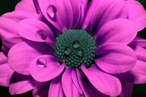 Яскраво-рожева хризантема крупним планом на чорному тлі. Красива квітка з фіолетовими пелюстками і синьою серединою. Хризантема у воді краплі роси. Макро вигляд зверху . — стокове фото