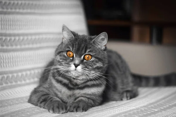 Funny fat Scottish straight cat lying on the couch. A beautiful grey black striped cat is resting. Scottish straight cat looks curiously surprised. Lovely Pets. Bright orange eyes. Close up.