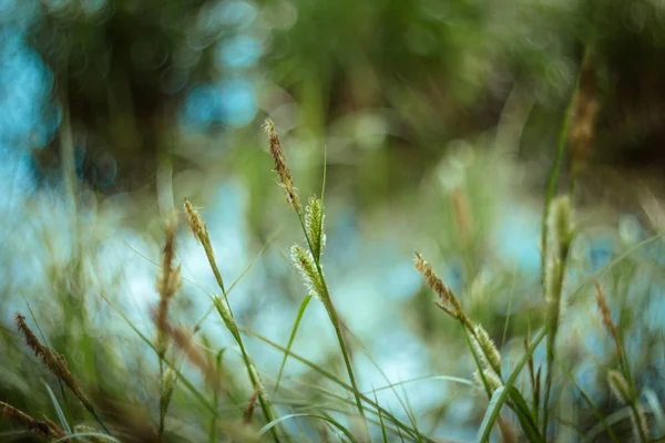 Green grass texture and background with bokeh on Sunny day. Bright juicy sedge grass on green blue yellow blurred background close-up. Plants by the pond, macro. Beautiful summer landscape.