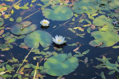 Göletteki beyaz nilüferler. Su bitkisi. Yaprakları arasında suda güzel beyaz nilüferler.