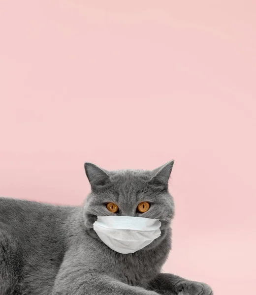 British grey cat in a medical mask on a pink background. Veterinary concept. Copy space.