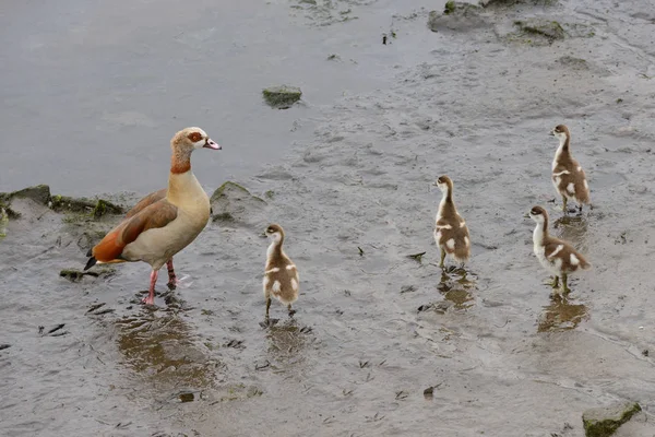 Wild Duck Chicks Walk — Stock Photo, Image