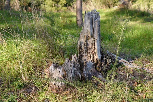 Souche Chaume Dans Les Bois Gros Plan — Photo