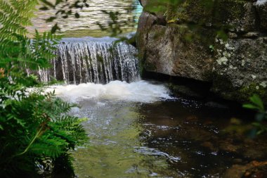 şelale orman Nehri üzerinde
