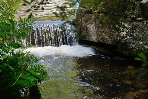 şelale orman Nehri üzerinde