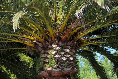 taç bir palmiye ağacı yakın çekim