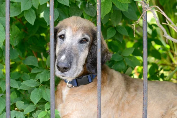 sad muzzle of a dog behind a metal lattice