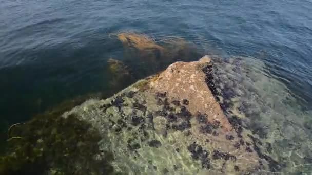 海の水のクローズ アップによって洗浄水に岩のビデオ — ストック動画