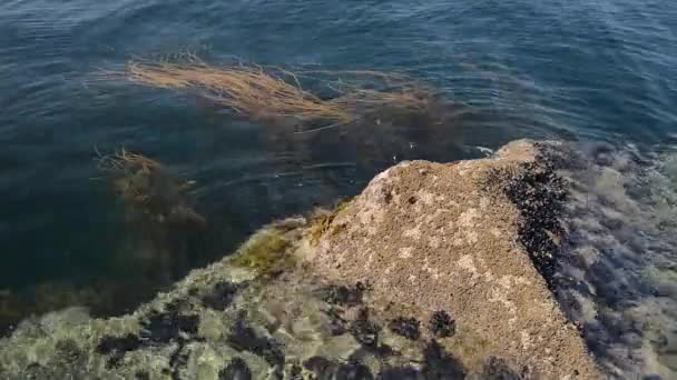 Видео Скалы Воде Вымытой Морской Водой Крупным Планом — стоковое видео