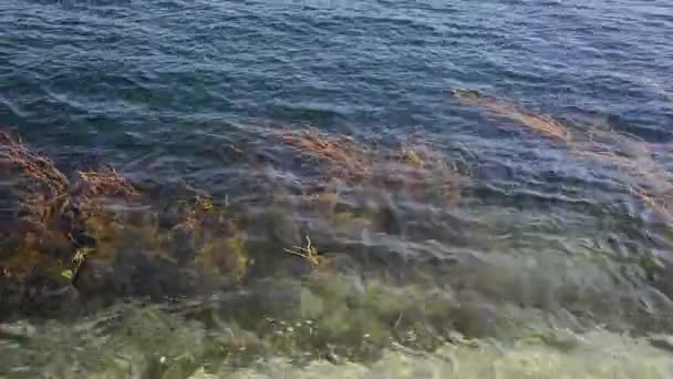 Video Tång Havsvatten Nära Stranden — Stockvideo