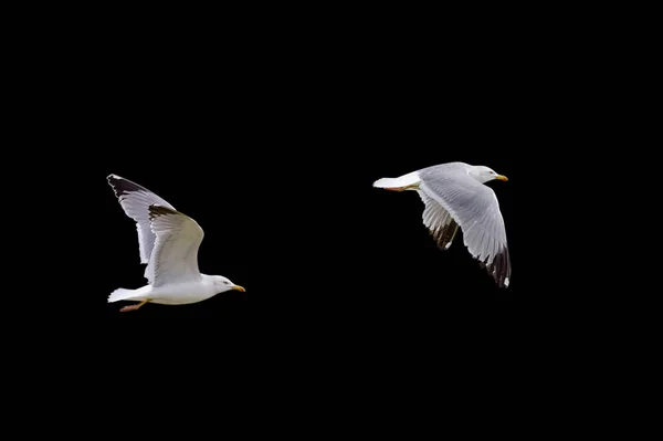 Fliegende Möwe Isoliert Auf Schwarzem Hintergrund — Stockfoto