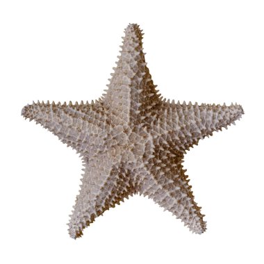 beyaz arkaplanda izole edilmiş denizyıldızı