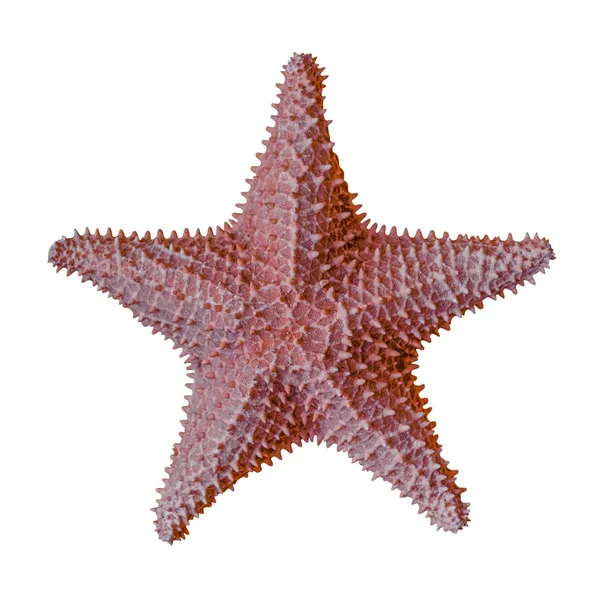 beyaz arkaplanda izole edilmiş denizyıldızı