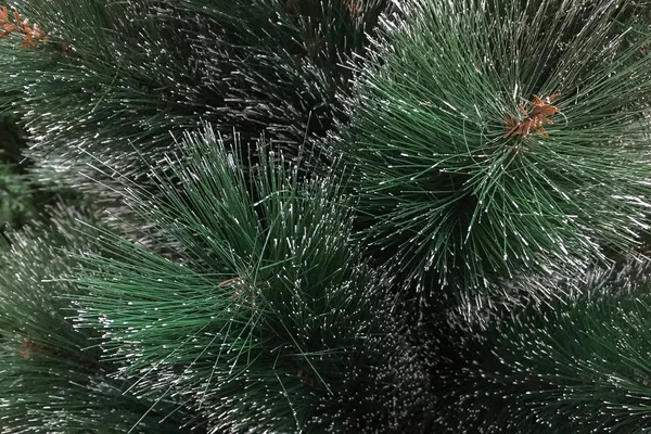 緑の松の枝のクローズ アップ — ストック写真