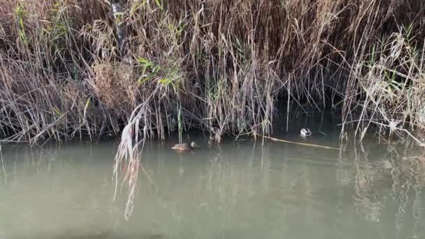 Canard Sur Rivière Dans Les Fourrés — Video