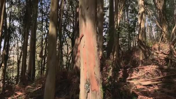 Eukalyptusbäume Den Himmel Blick Von Unten Dreh Kamera Video — Stockvideo