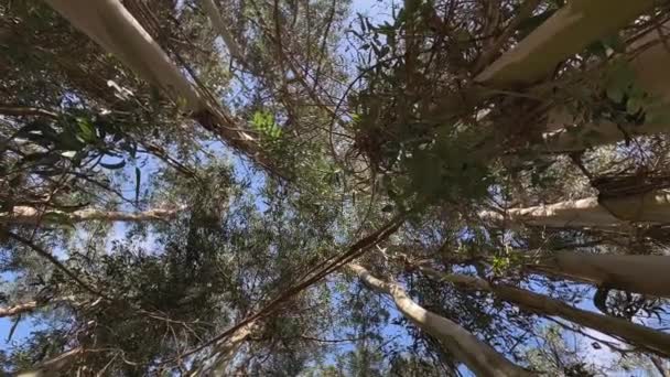 Eukalyptusbäume Den Himmel Blick Von Unten Dreh Kamera Video — Stockvideo